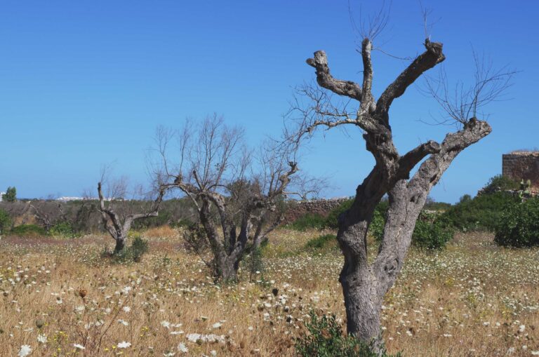 oggetti in legno ulivi xylella